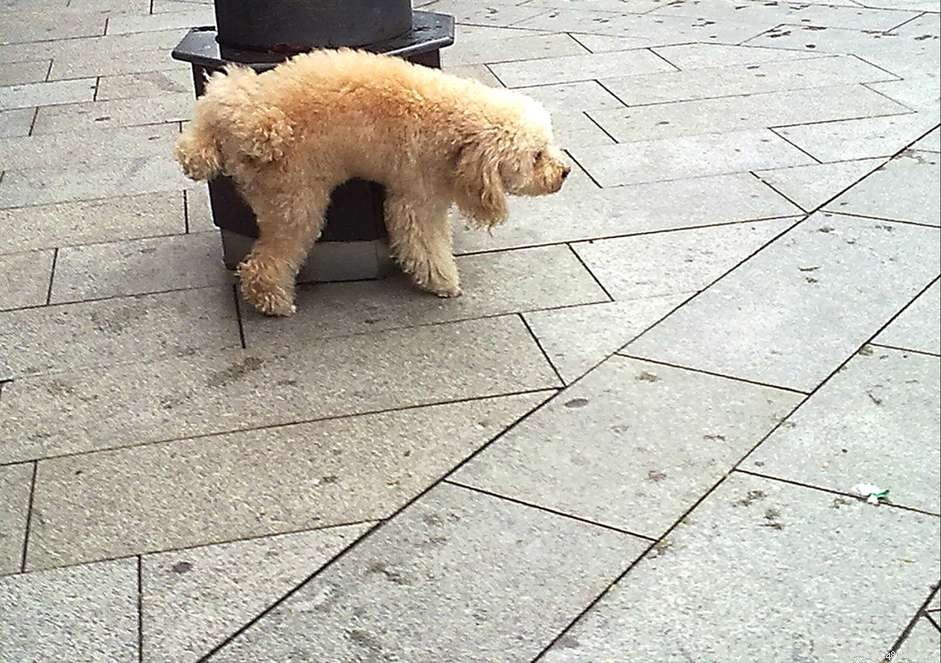 Поведение щенка, поднимающего ногу