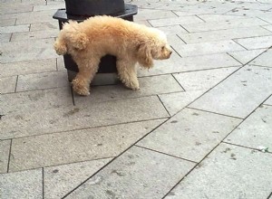 Поведение щенка, поднимающего ногу