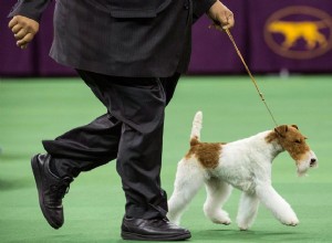 Procedimento de encaixe e controvérsia do rabo de cachorro