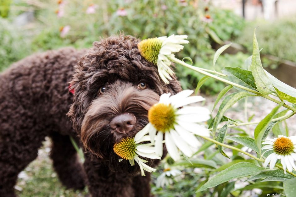 Gifta växter för hundar
