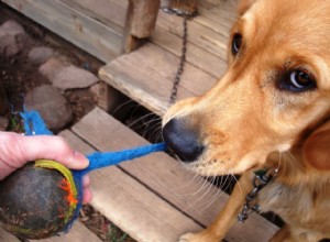 子犬に嘔吐を誘発する方法と時期 