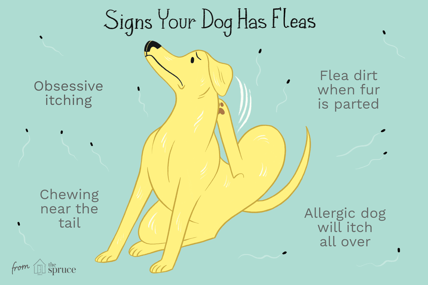 Como tratar pulgas em cachorros e cães