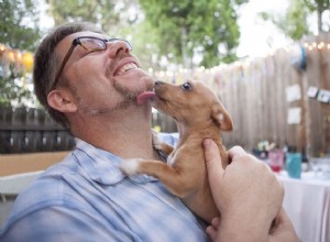 Hipoglicemia (baixo nível de açúcar no sangue) em cachorros