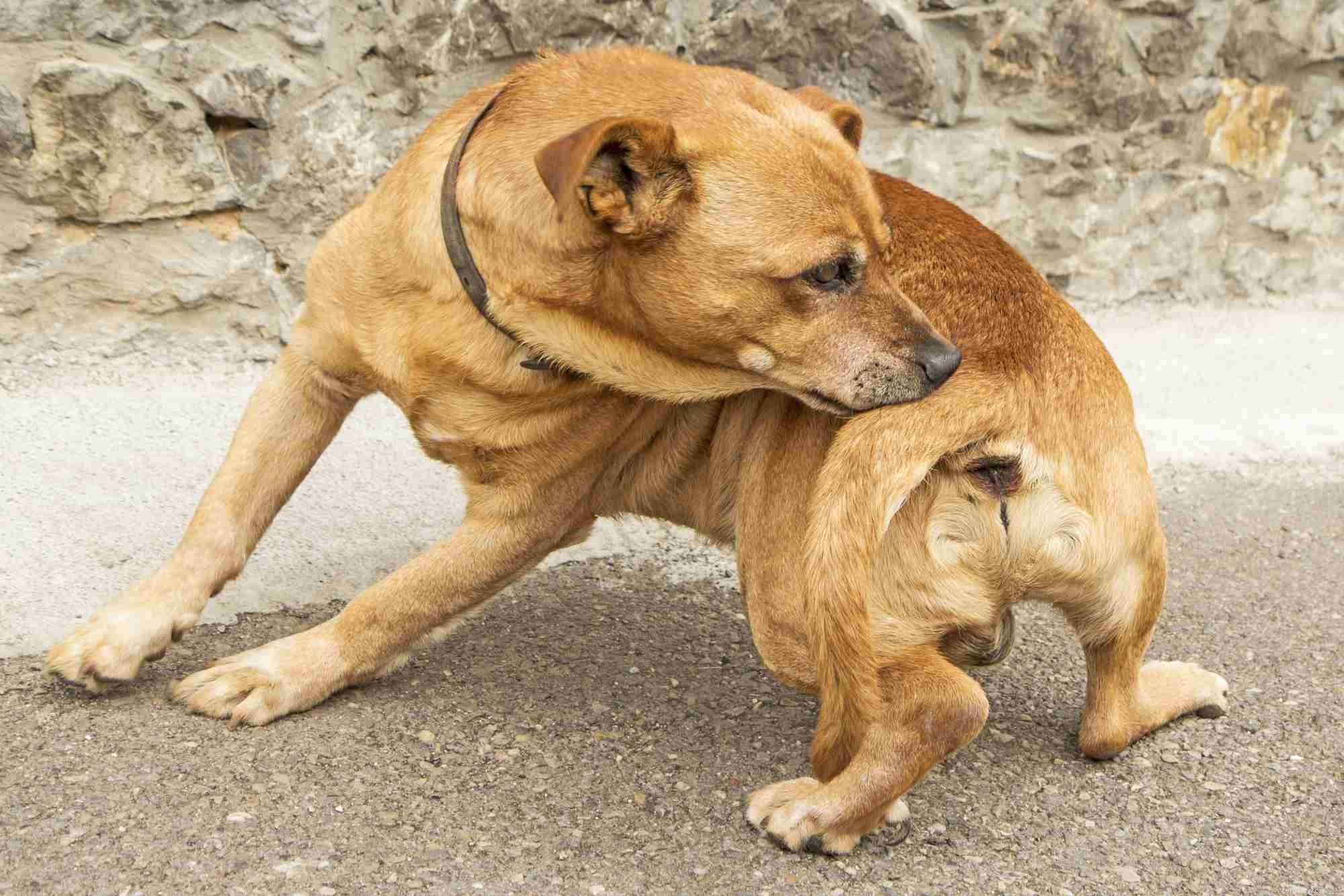 Tips voor het kalmeren van jeukende honden met atopie en hondenhuidallergieën