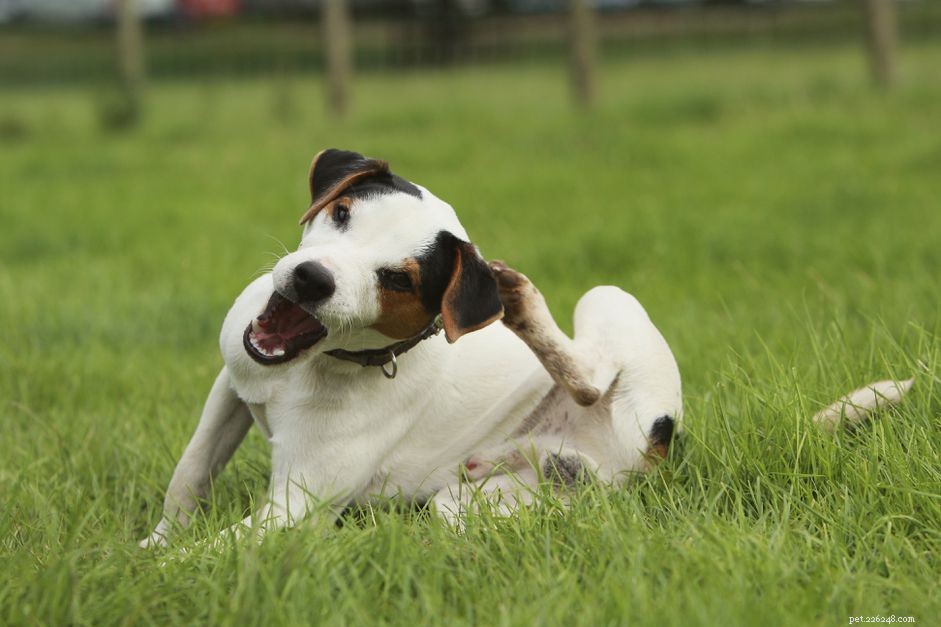 Tips voor het kalmeren van jeukende honden met atopie en hondenhuidallergieën