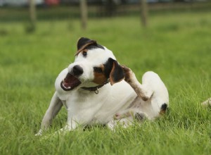 Советы по успокоению зудящих собак с атопией и кожной аллергией