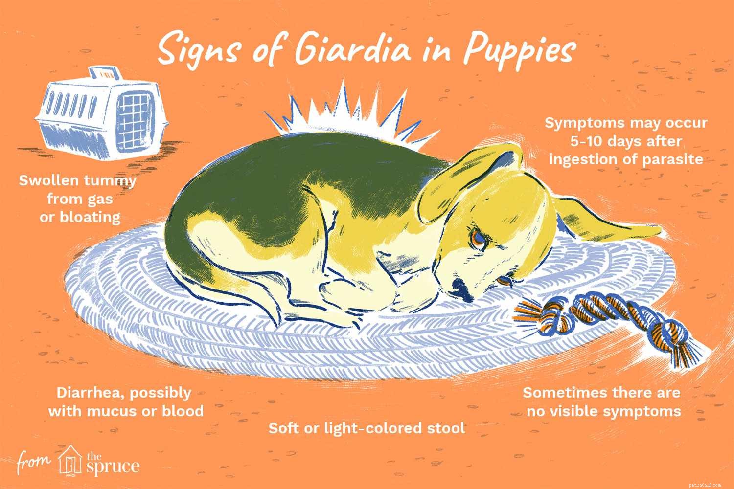 Giardia bij puppy s