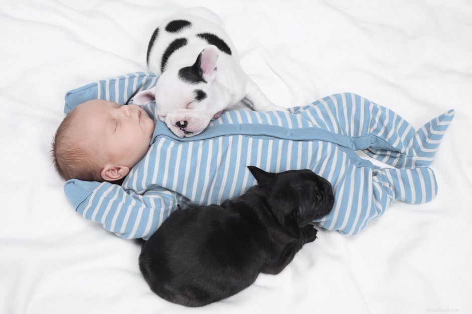 Puppy- en baby-introducties