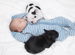 子犬と赤ちゃんの紹介 
