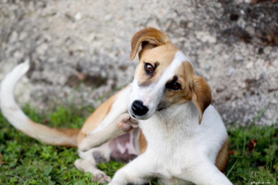 De meest voorkomende honden- en puppyallergieën, uitgelegd