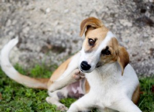 As alergias mais comuns a cães e filhotes, explicadas