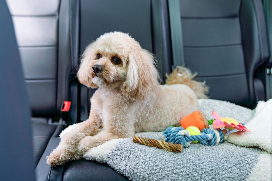Como curar a doença do carro em seu cão