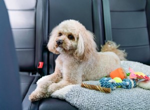 Как вылечить собаку от автомобильной болезни