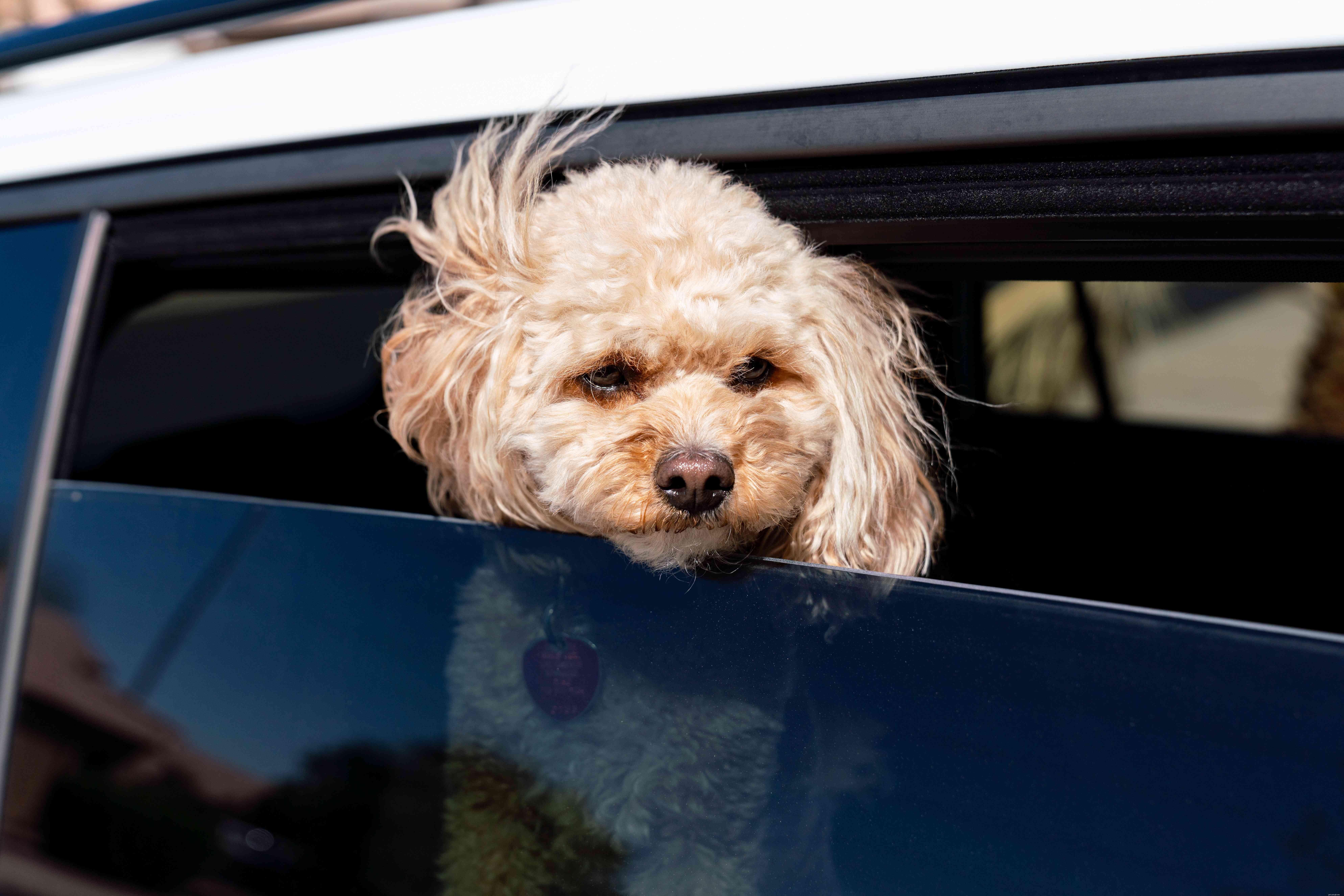 Come curare il mal d auto nel tuo cane