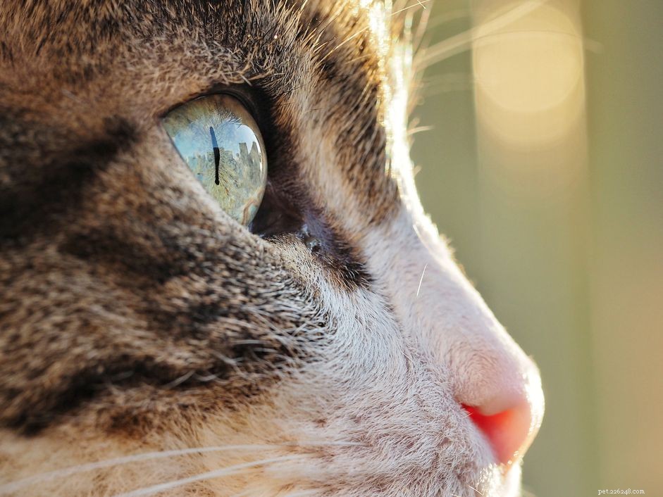 Как определить инфекции кошачьего глаза