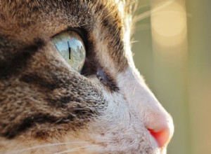 고양이 눈 감염을 식별하는 방법
