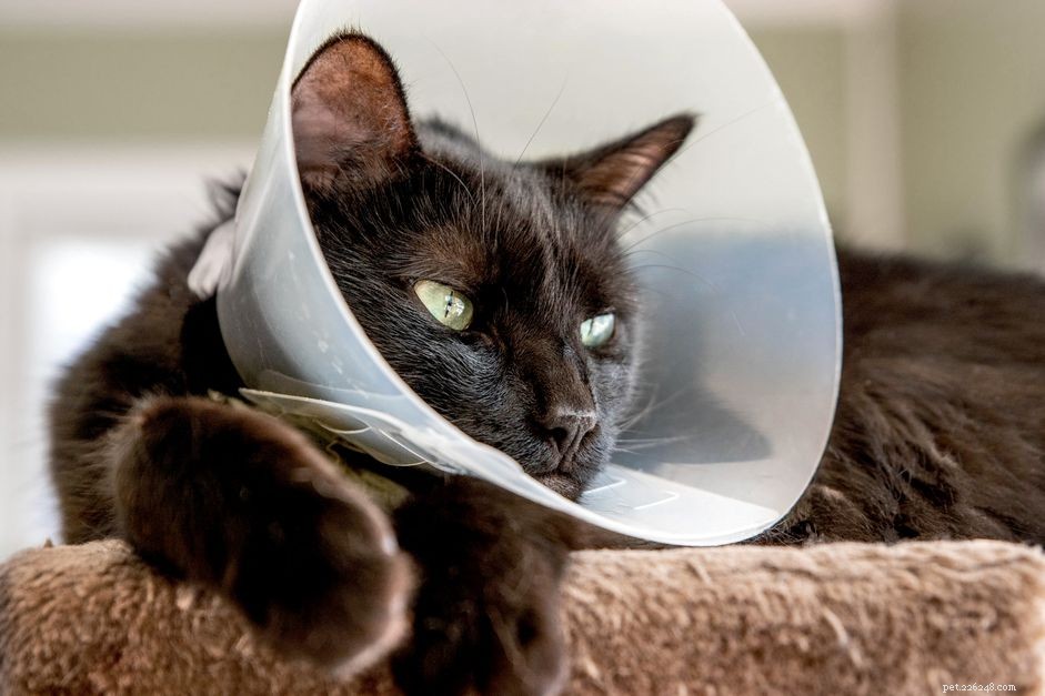 5 alternatieve e-halsbanden voor katten na een operatie