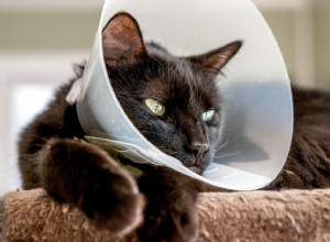 수술 후 고양이를 위한 5가지 대안 E-collar