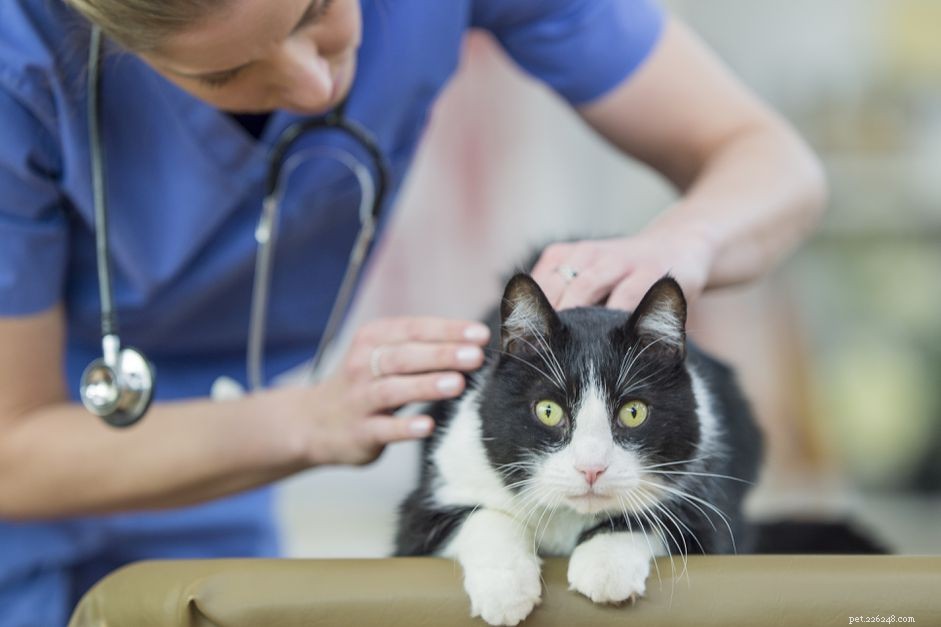 Saiba quando ligar para o veterinário sobre seu gato