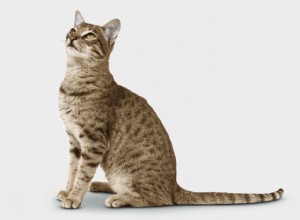 Признаки того, что у вашей кошки здоровая верхняя часть тела