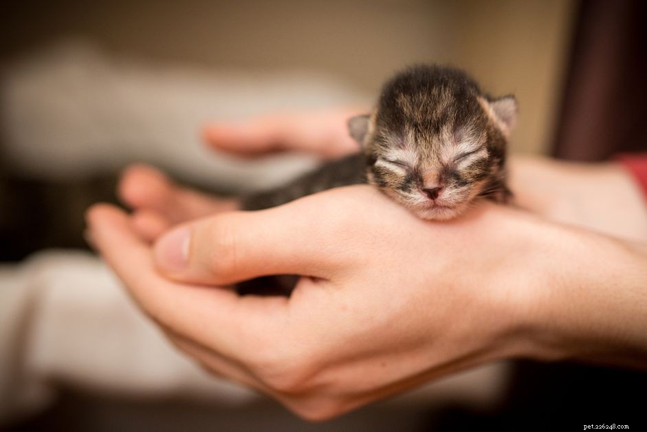 Uppfostra nyfödda kattungar