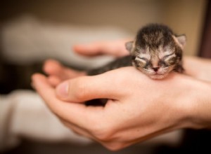 Uppfostra nyfödda kattungar