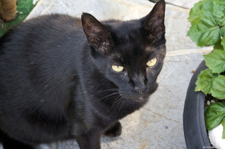 Гавана Браун:Профиль породы кошек