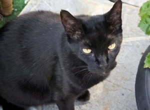 Havana Brown:profilo razza felina