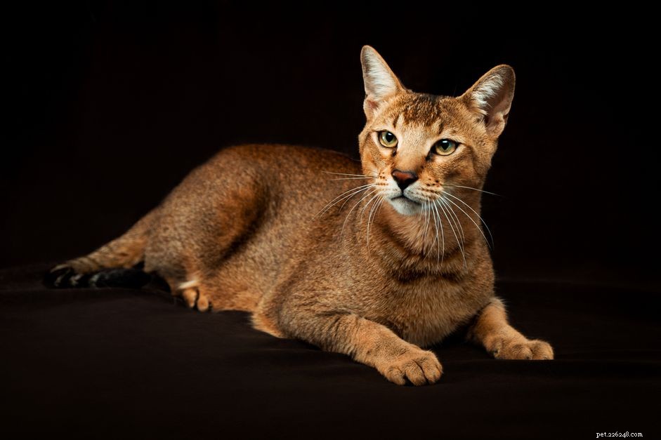 Чаузи:Профиль породы кошек
