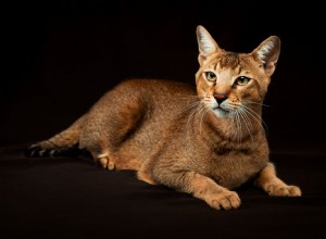 Chausie:perfil da raça do gato