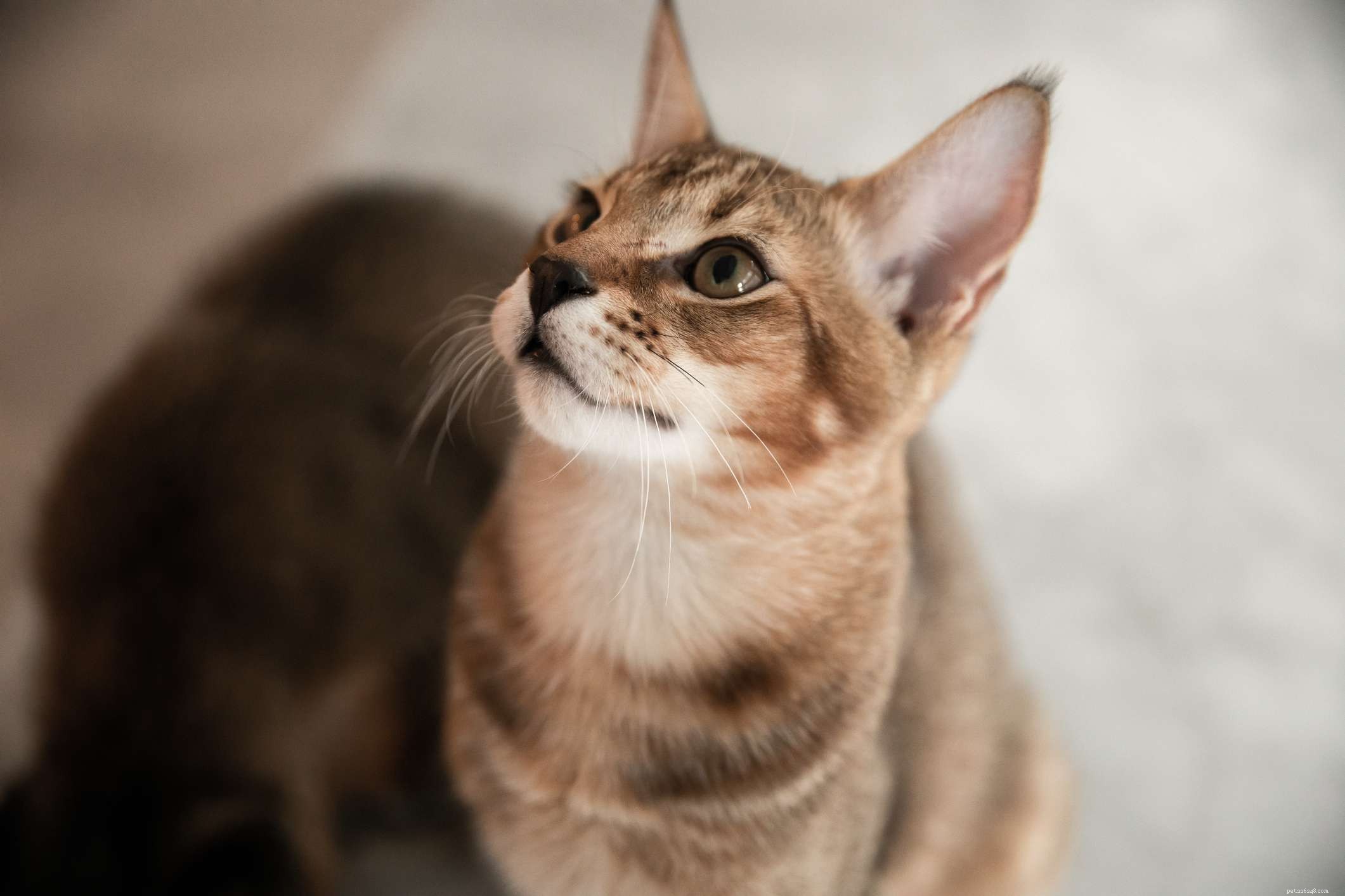 Чаузи:Профиль породы кошек