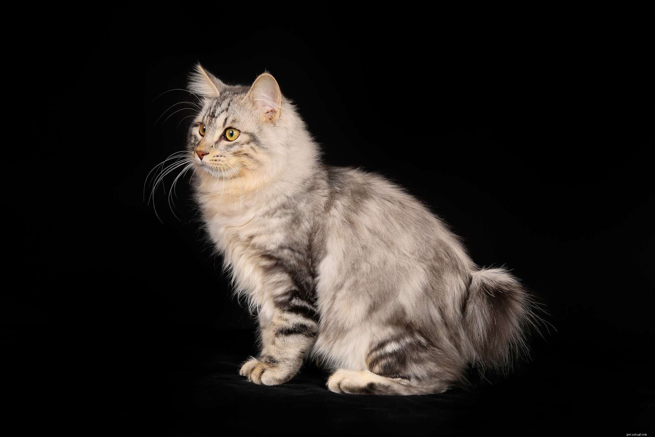Kurilian Bobtail:고양이 품종 프로필