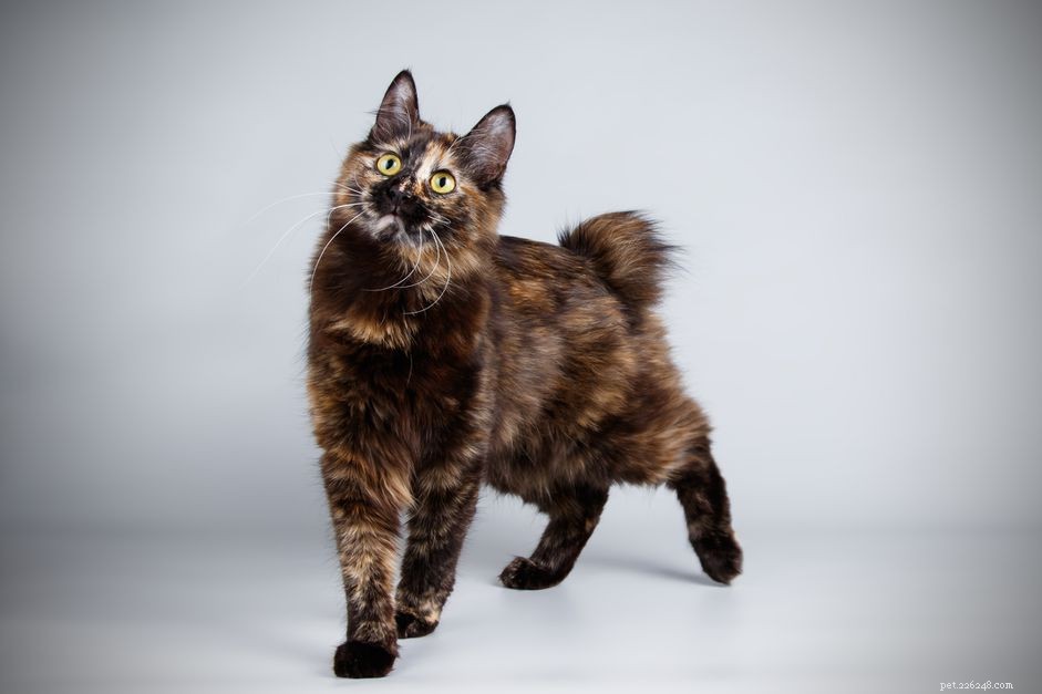 Kurilian Bobtail:perfil da raça do gato