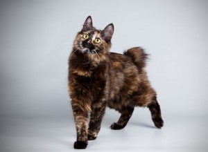 Kurilian Bobtail:perfil da raça do gato