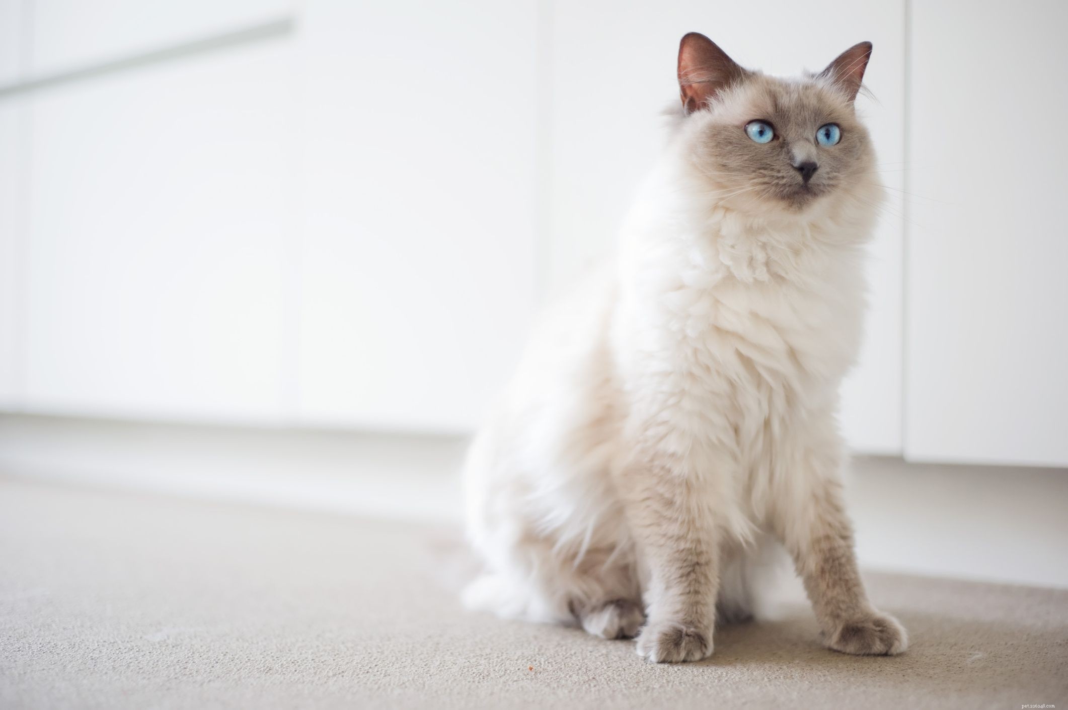 14 races de chats mignons que tout le monde adorera