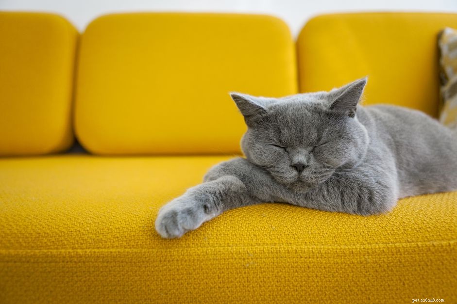 14 raças de gatos fofos que qualquer um vai adorar