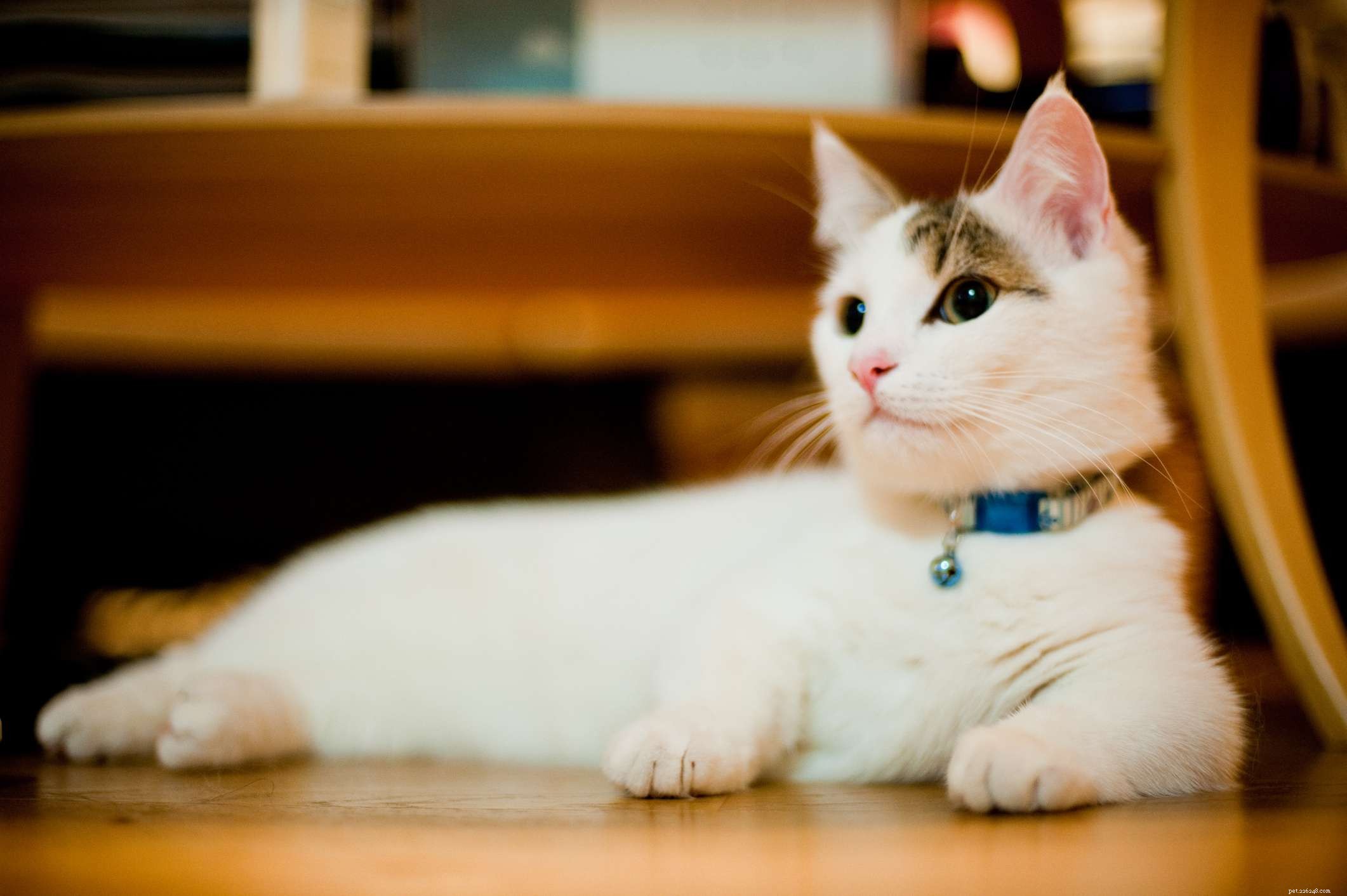 14 races de chats mignons que tout le monde adorera