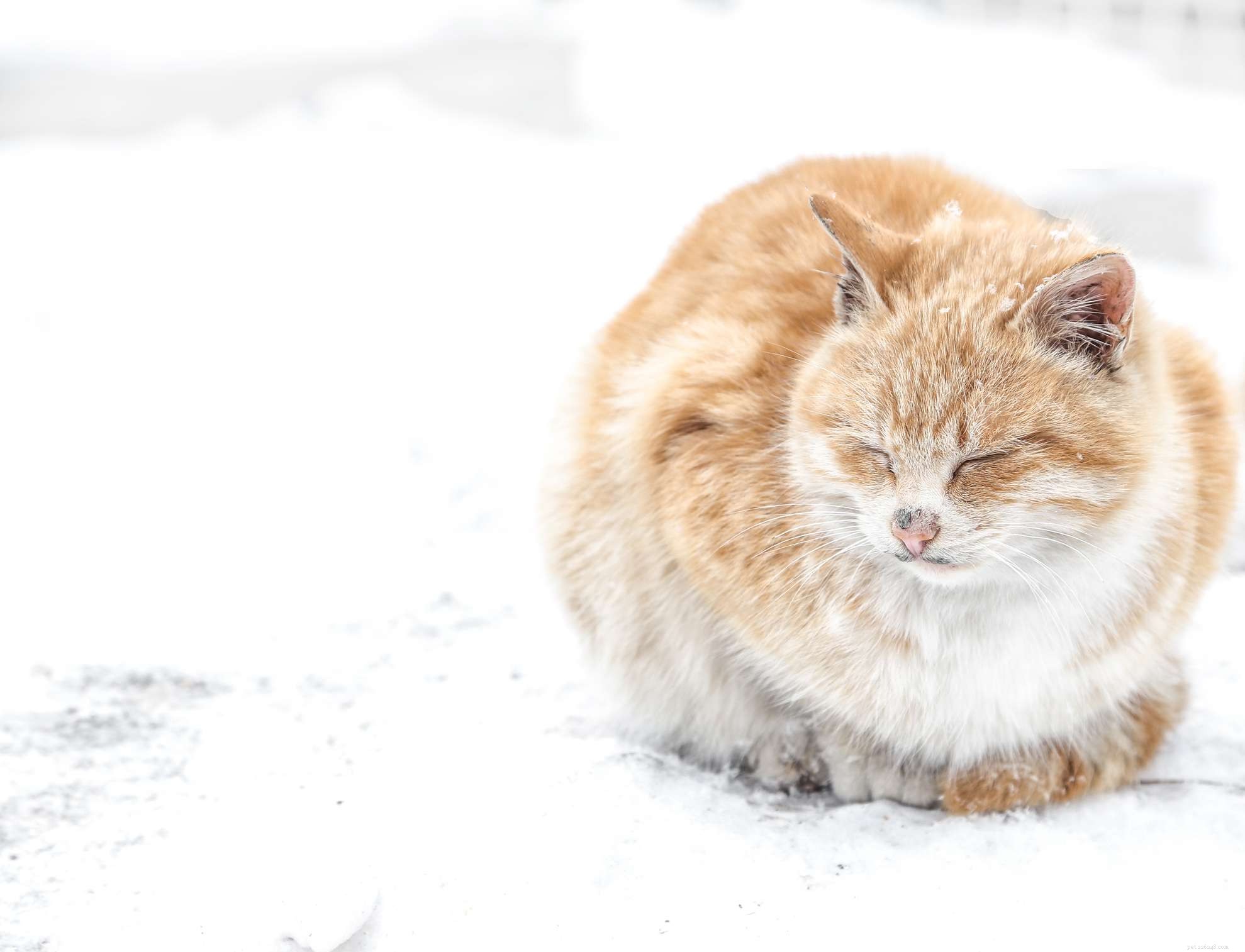 14 roztomilých kočičích plemen, které si zamiluje každý