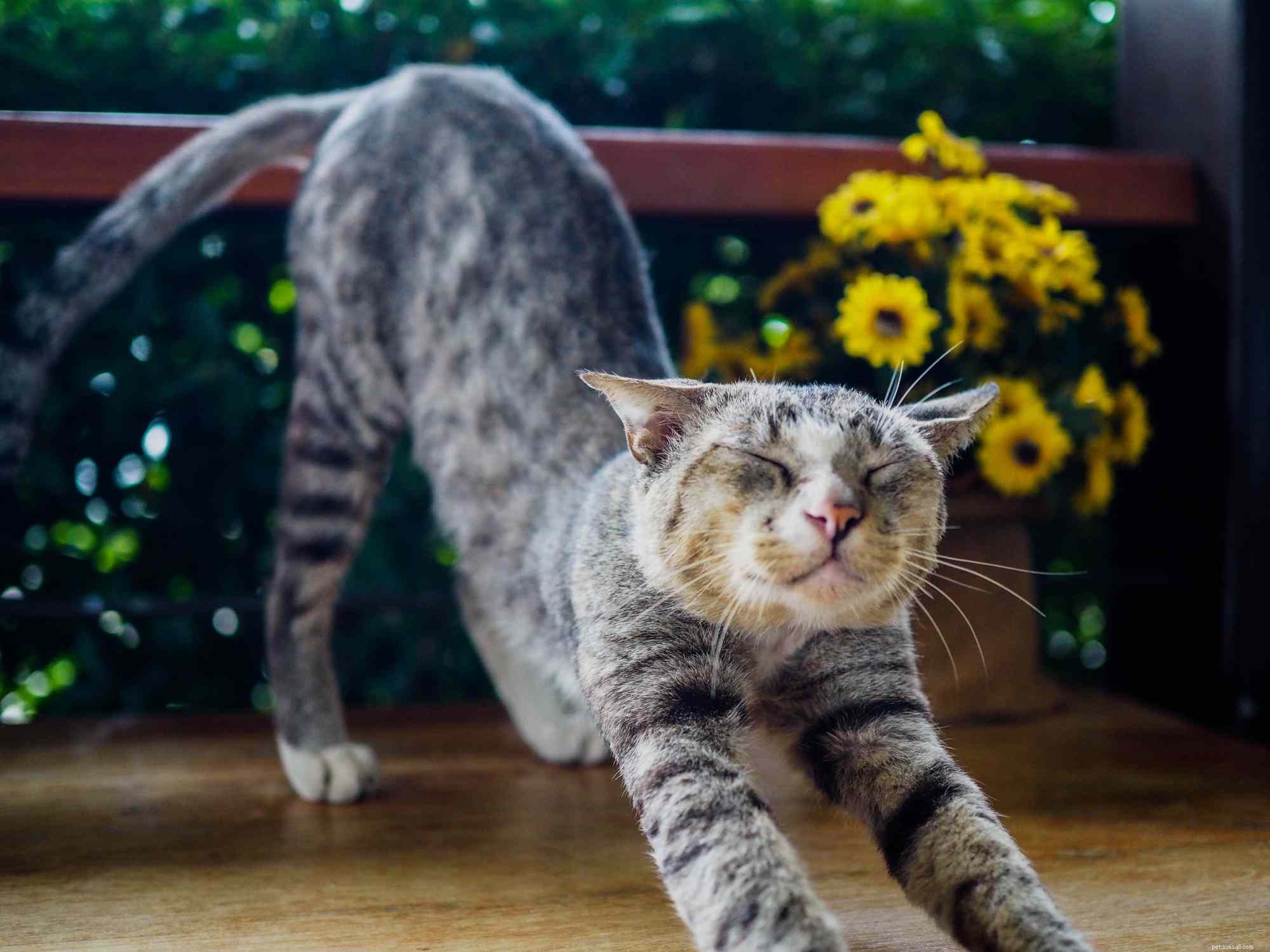 14 schattige kattenrassen waar iedereen dol op zal zijn