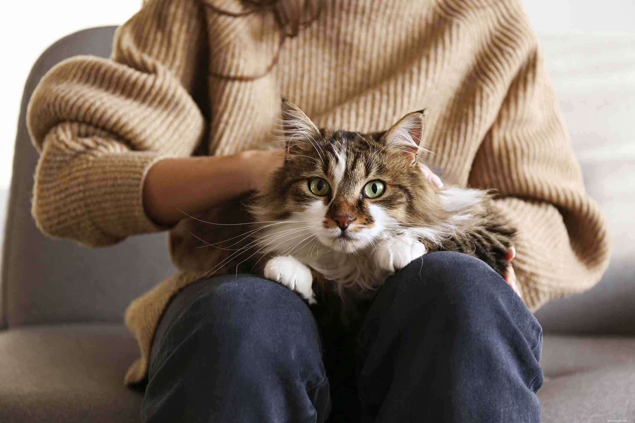 14 schattige kattenrassen waar iedereen dol op zal zijn