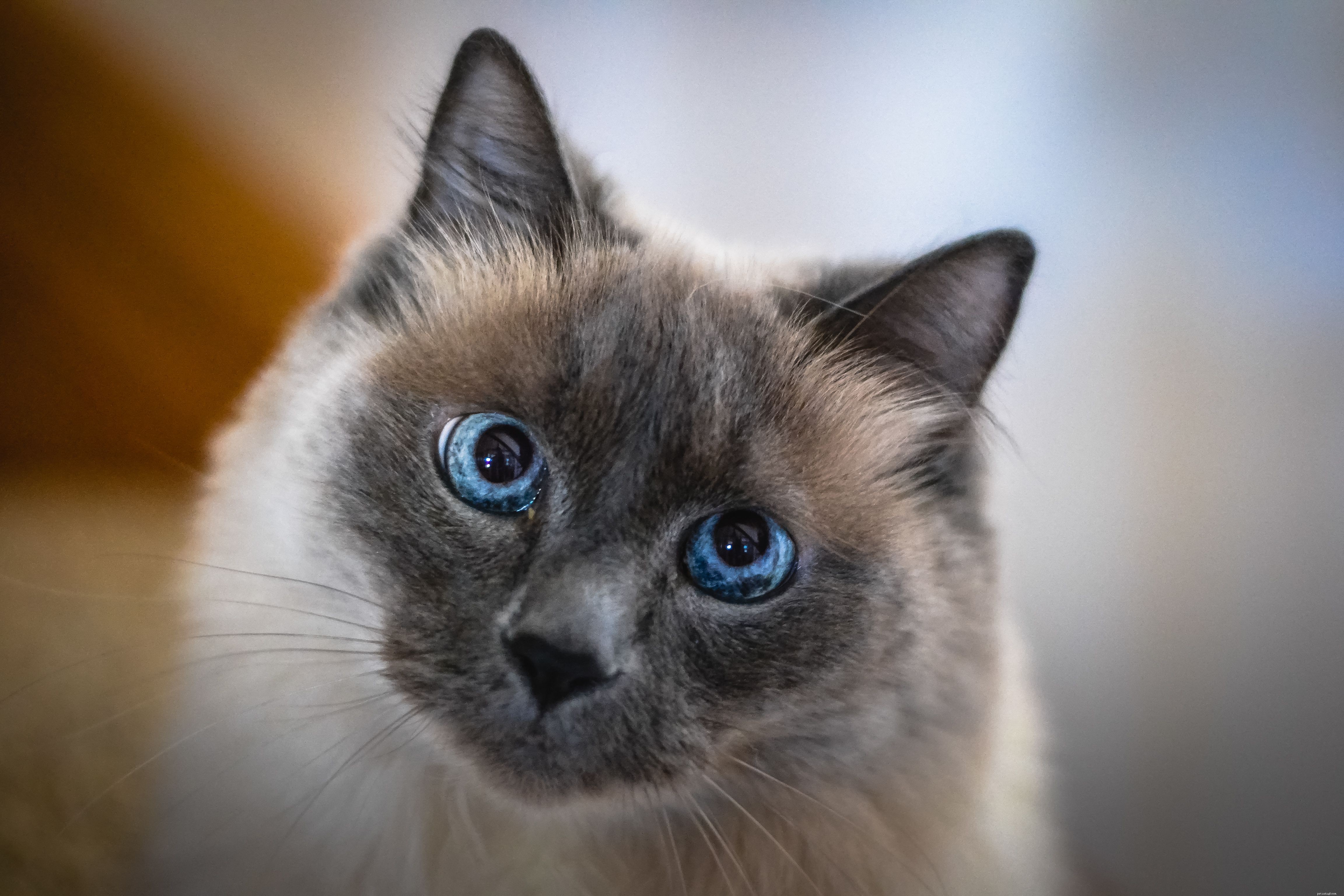 8 fotos fofas de gatos siameses