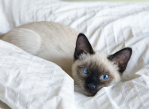 8 roztomilých obrázků siamských koček