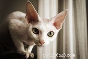 Singapura:perfil da raça do gato
