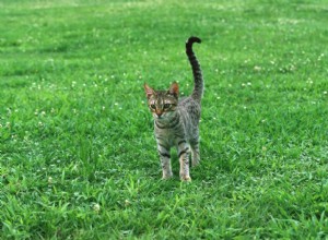 Ocicat:고양이 품종 프로필