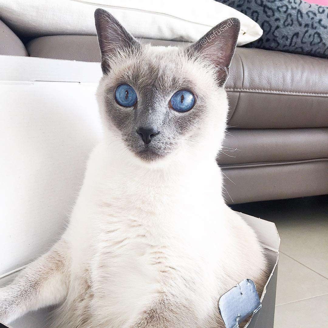 8 schattige foto s van Siamese katten