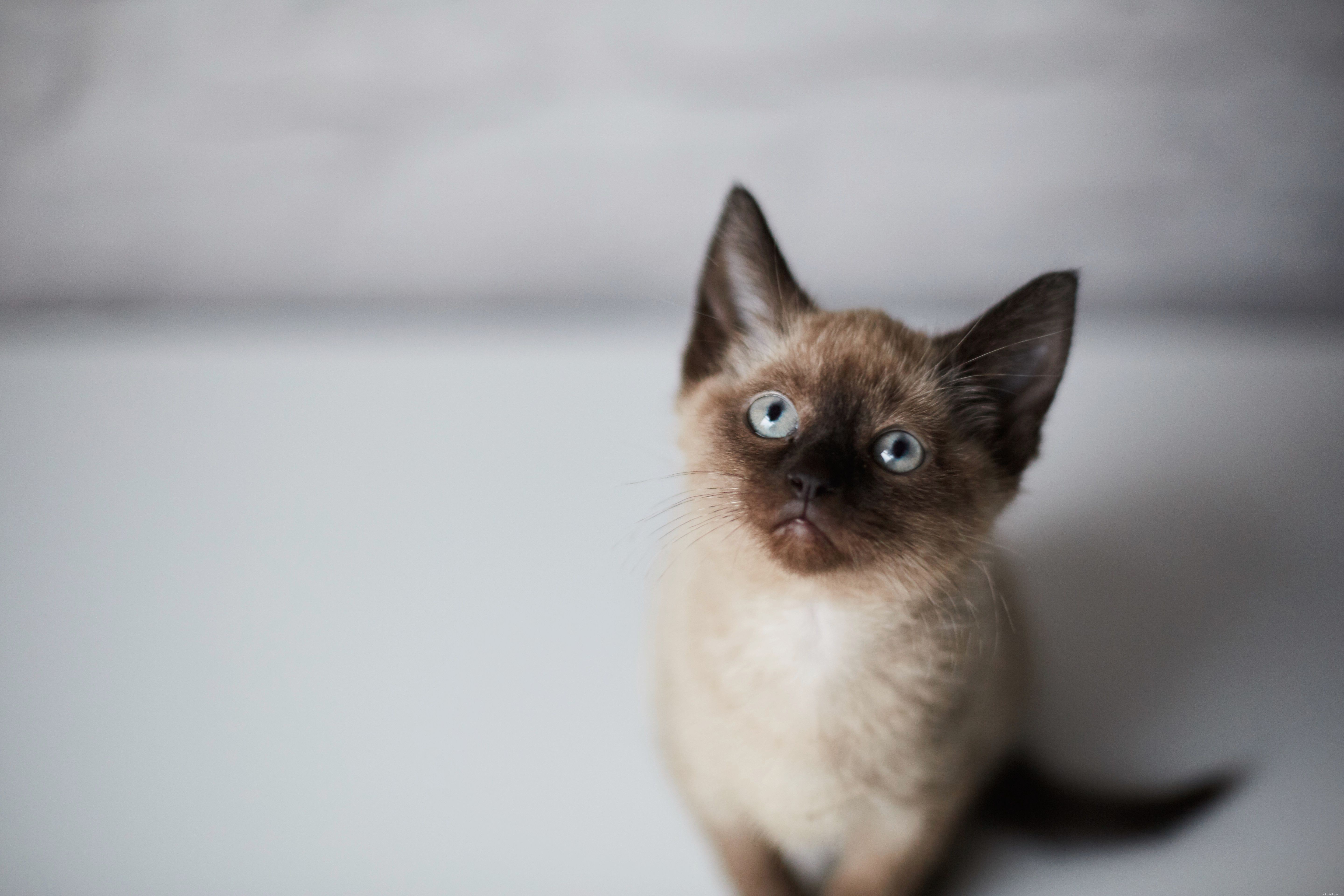 8 roztomilých obrázků siamských koček