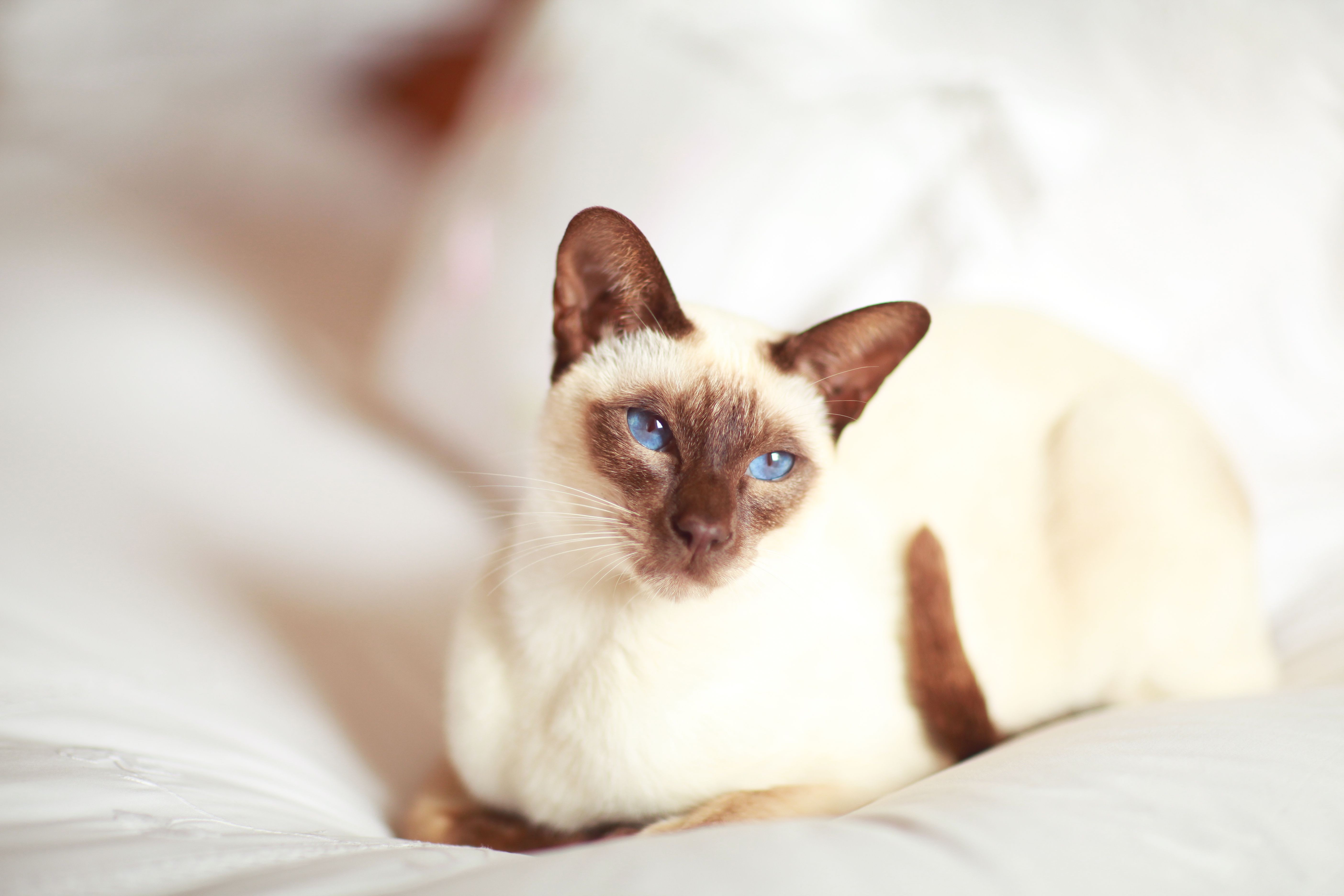 8 fotos fofas de gatos siameses