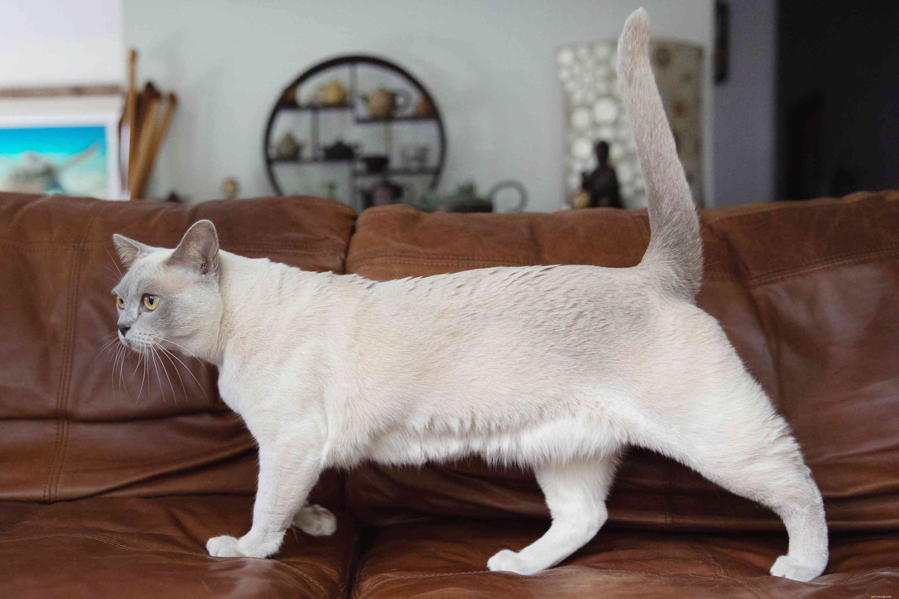 ビルマの猫：猫の品種のプロファイル 