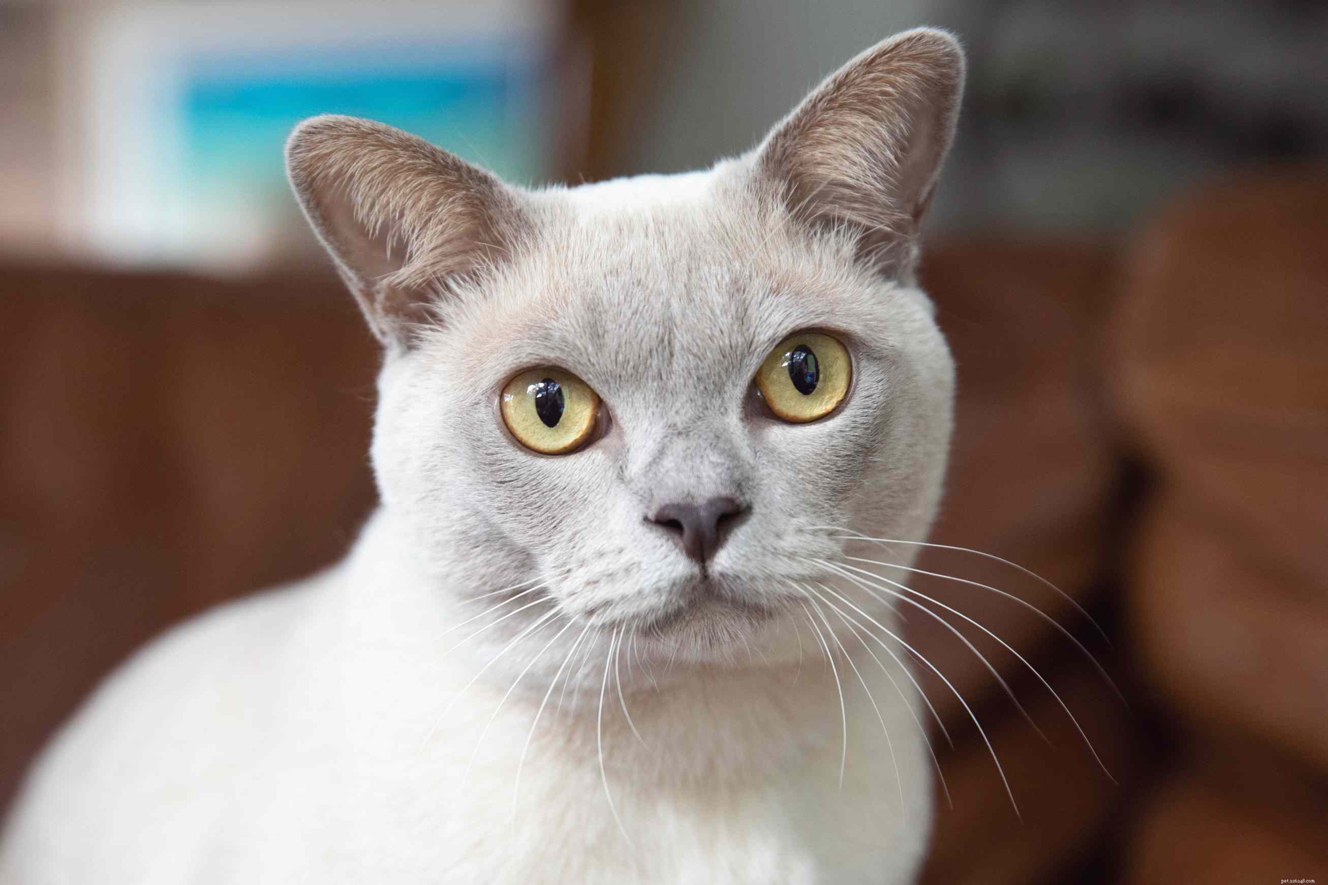 ビルマの猫：猫の品種のプロファイル 
