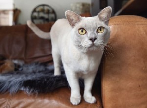 Бирманская кошка:Профиль породы кошек